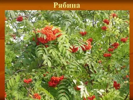 Тут осинки и кусты у куста стоит