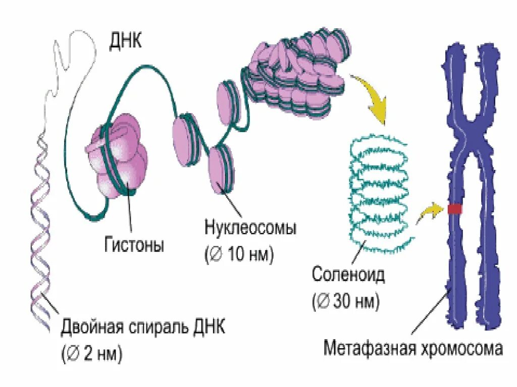 Днк и белок гистон