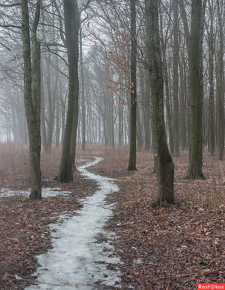 а лес стоит загадочный. стоит в лесу. лес стоит загадочный,зимой. лесные фото. презентация по зыкиной.