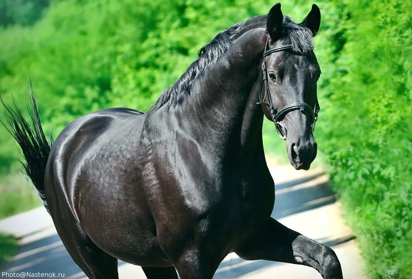 80 лошадей. Русская верховая. Арабские чистокровные жеребята. Племенное хозяйство гели. Орлово-ростопчинская порода лошадей.