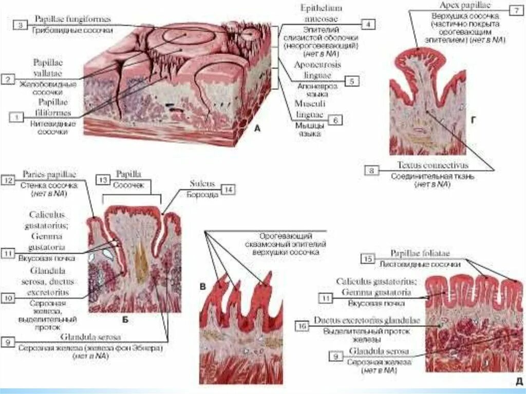 Нитевидные сосочки эпителий. Эпителий нитевидных сосочков гистология. Эпителий языка нитевидный сосочек. Эпителий языка гистология. Установите соответствие слизистая оболочка