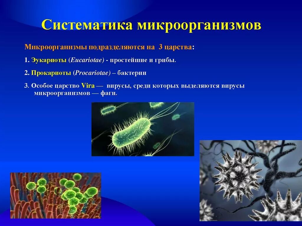 Систематические группы микроорганизмов. Таксономия микроорганизмов микробиология. Систематика микроорганизмов микробиология. Бинарная номенклатура бактерий микробиология.