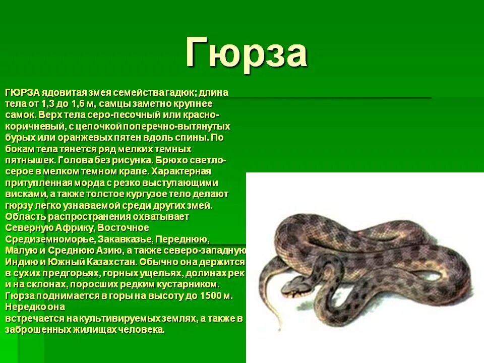 Сообщение про змею. Ядовитая змея Гюрза. Гюрза змея Среднеазиатская. Гадюка Гюрза. Змея Гюрза описание.