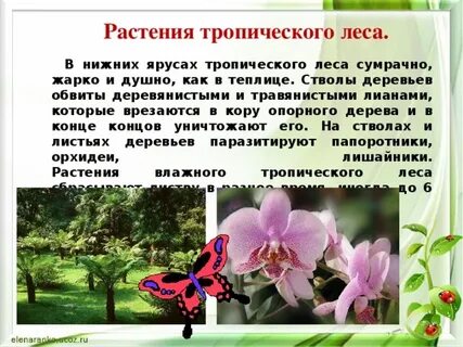 Тропический лес 1 класс окружающий