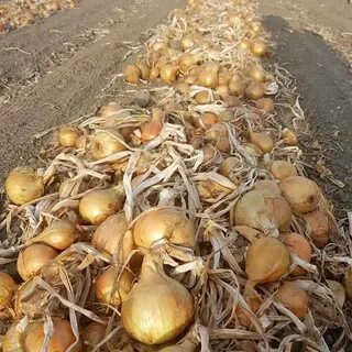 Лук севок урожай