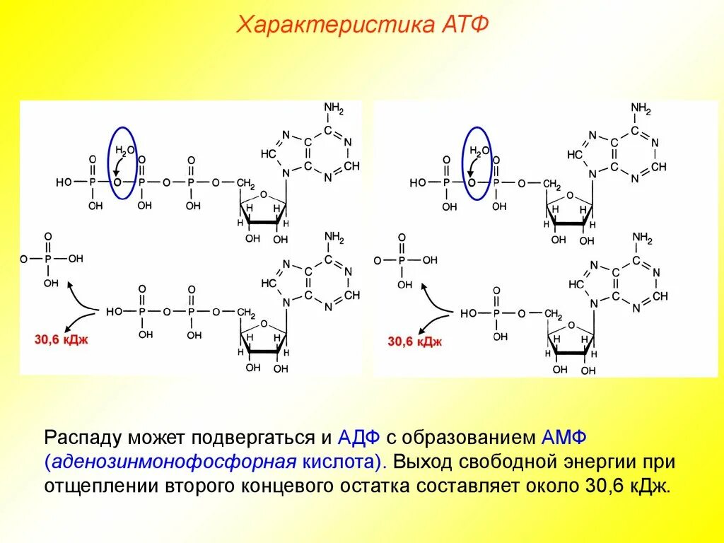 Атф состоит из остатков. Реакция распада АТФ. Гидролиз АТФ реакция. Расщепление АТФ до АДФ. Гидролиз АТФ до АДФ.