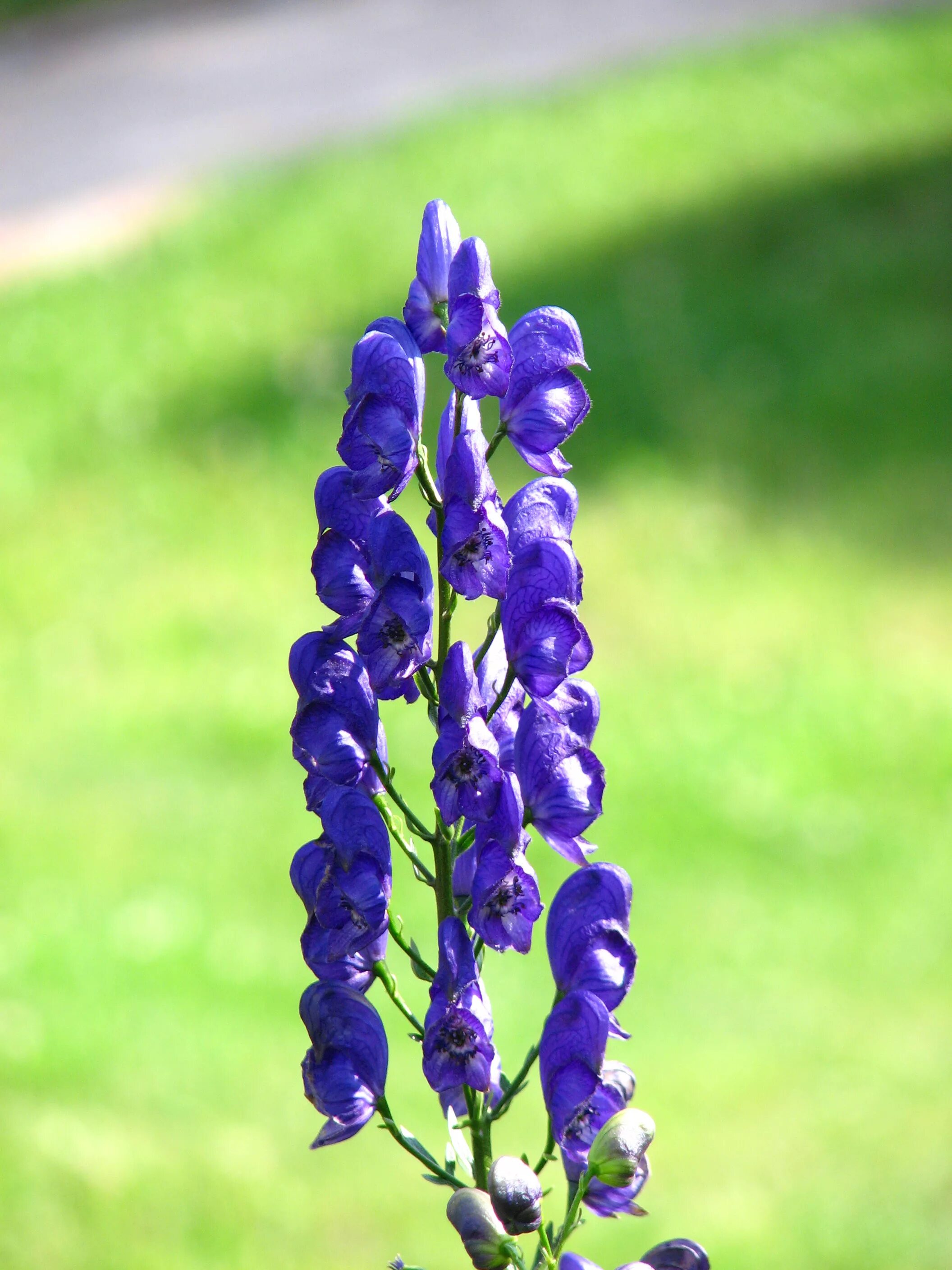 Синие ядовитые цветы. Aconitum / Аконит (борец) ’. Аконит клобучковый. Аконит (борец, голубой Лютик). Аконит клобучковый Напеллус.