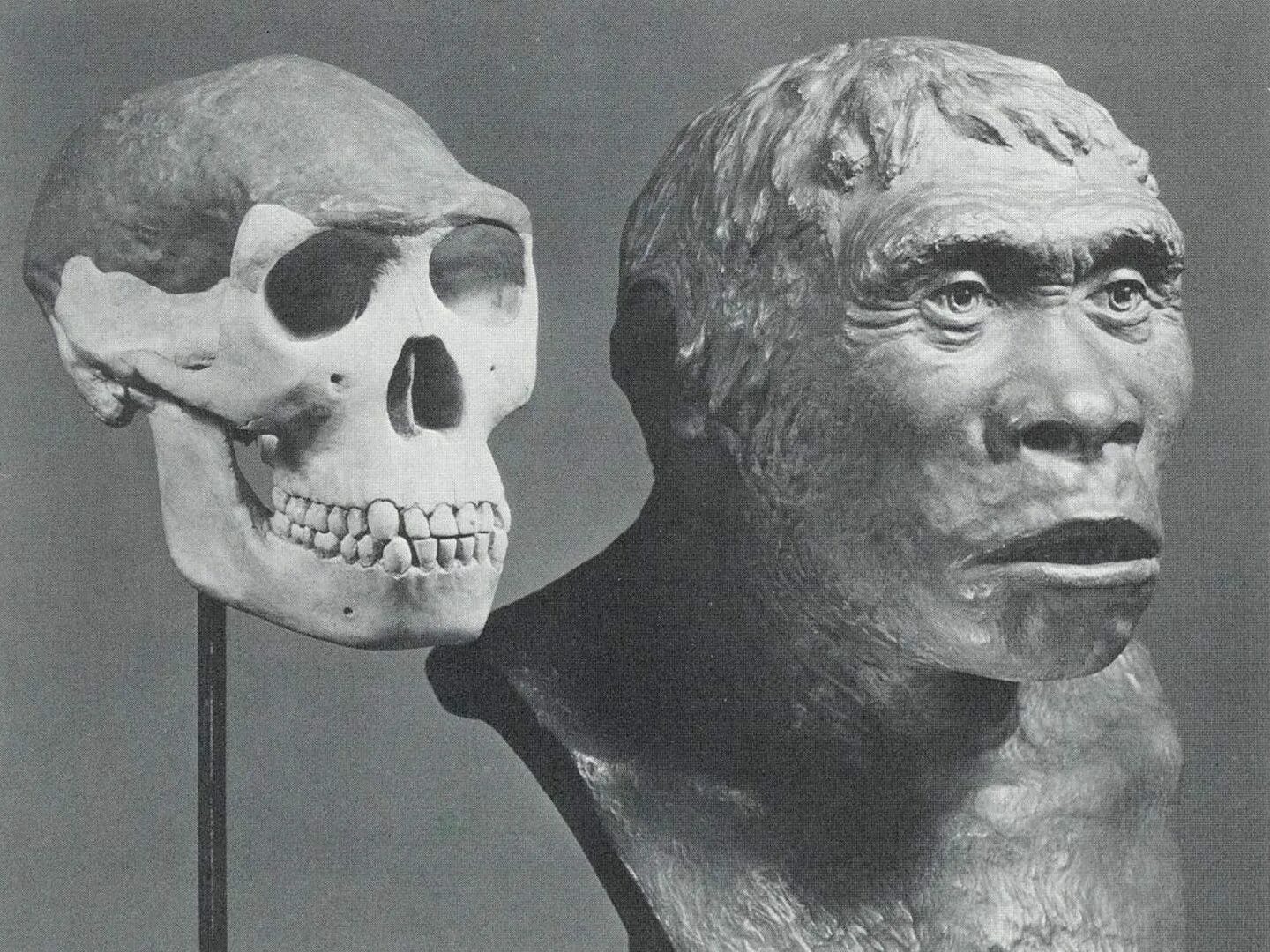 Homo Erectus Erectus питекантроп. Питекантроп на острове Ява. Питекантроп синантроп Гейдельбергский человек. Гейдельбергский человек и синантроп. Вид человек прямоходящий