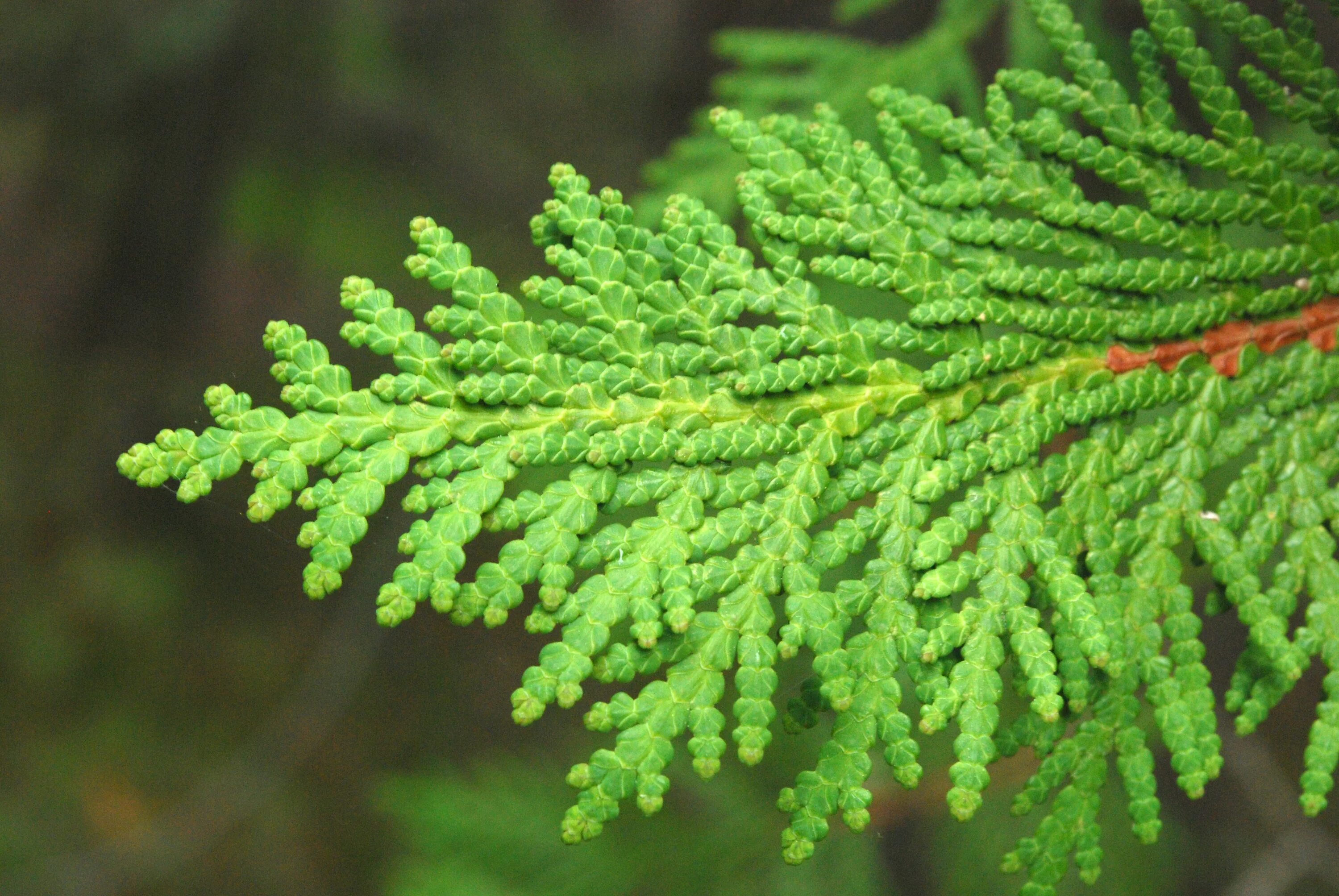 Туя Западная (Thúja occidentális). Туя Западная хвоинки. Туя Западная Thuja occidentalis хвоя. Туя Западная ветка. Семейство хвойных