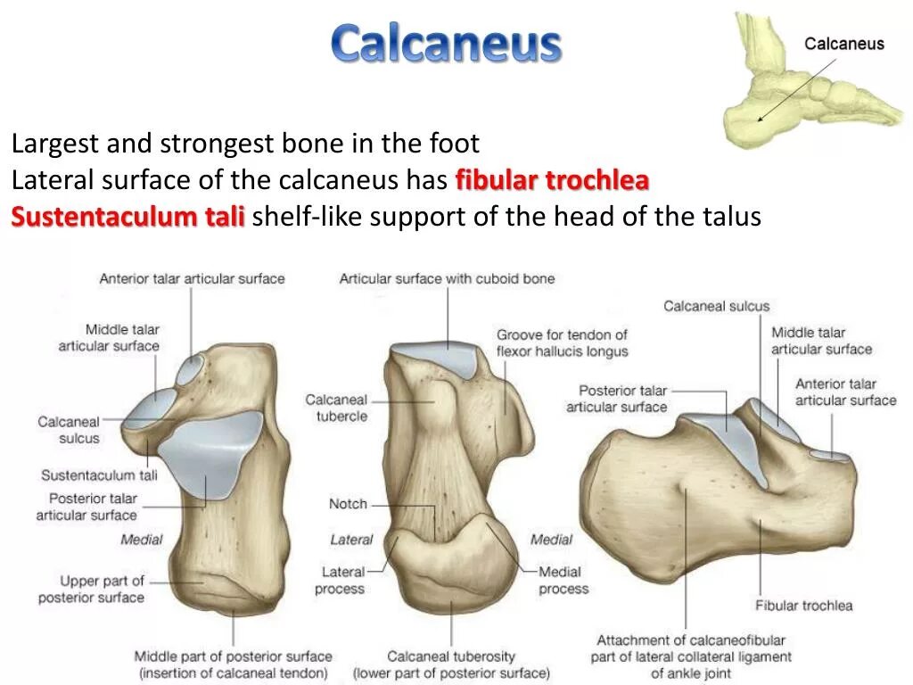 таранная кость вид кости. таранная кость. пяточная кость латынь. пяточная и таранная кость анатомия. пяточная кость латынь.