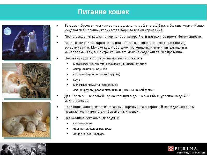 Как кормить котенка кормом. Питание кошек. Питание домашних кошек. Рацион питания кошки. Рекомендации по кормлению кошек.