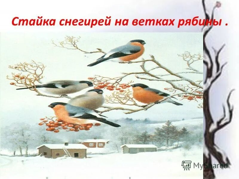 Рисование зимняя веточка рябины в средней группе. Стайка снегирей на ветвях рябины. Снегири зимой. Снегирь на ветке рябины. Занятие стайка снегирей на ветках рябины.