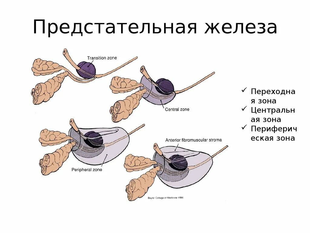 Массаж простаты есть. Массаж простаты есть
