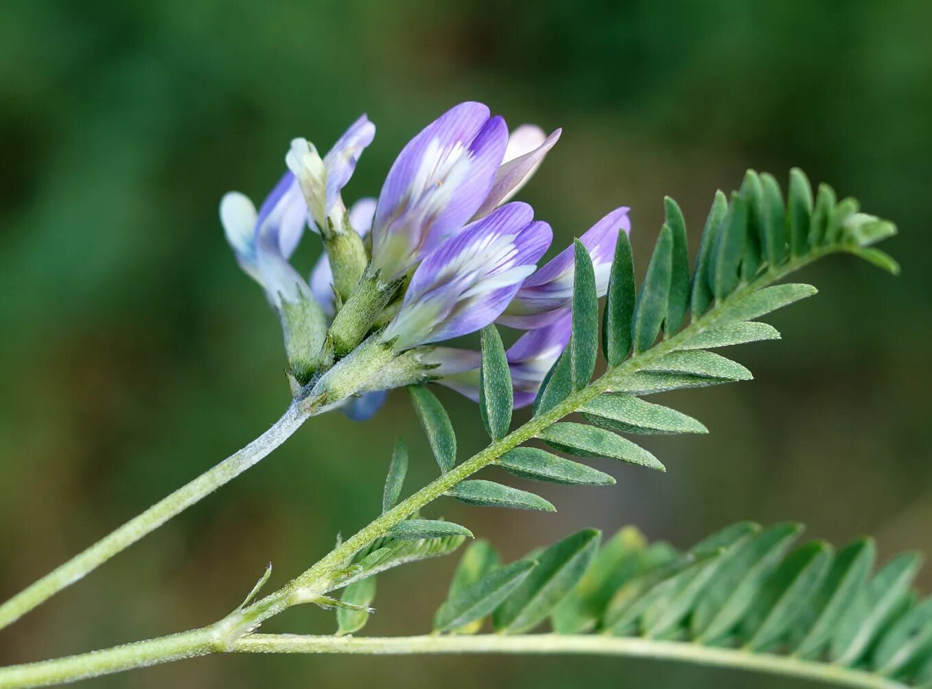 Astragalus utriger - Image of an specimen - Plantarium