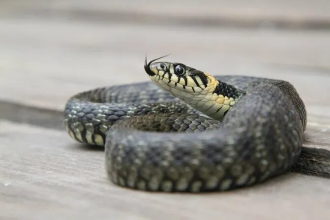 Возникнуть уж. Уж змея. Возникнуть уж. Уж с желтыми полосками. Уж обыкновенный - змея неядовитая.