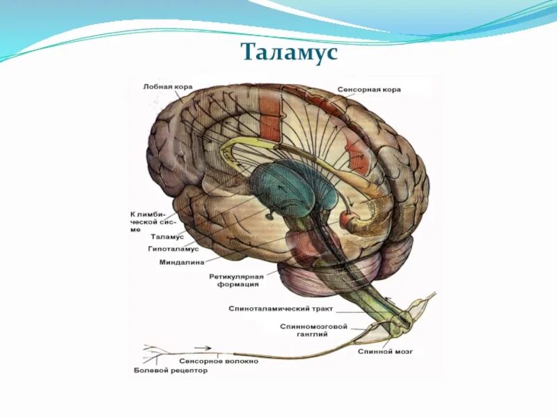 Мозг анатомия таламус. Таламус зрительный бугор анатомия. Внутреннее строение таламуса. Таламус анатомия строение. Что такое таламус