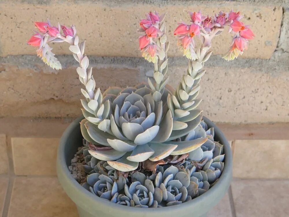 Суккулент эхеверия Лау. Суккуленты Echeveria lilacina. Эхеверия каменный цветок. Эхеверия пересадка