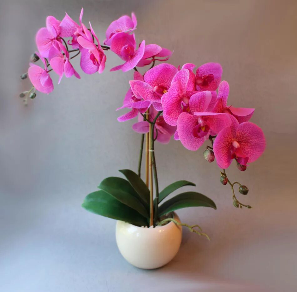 Цветок фаленопсис. Орхидея фаленопсис комнатное растение. Растение Горшечное фаленопсис.