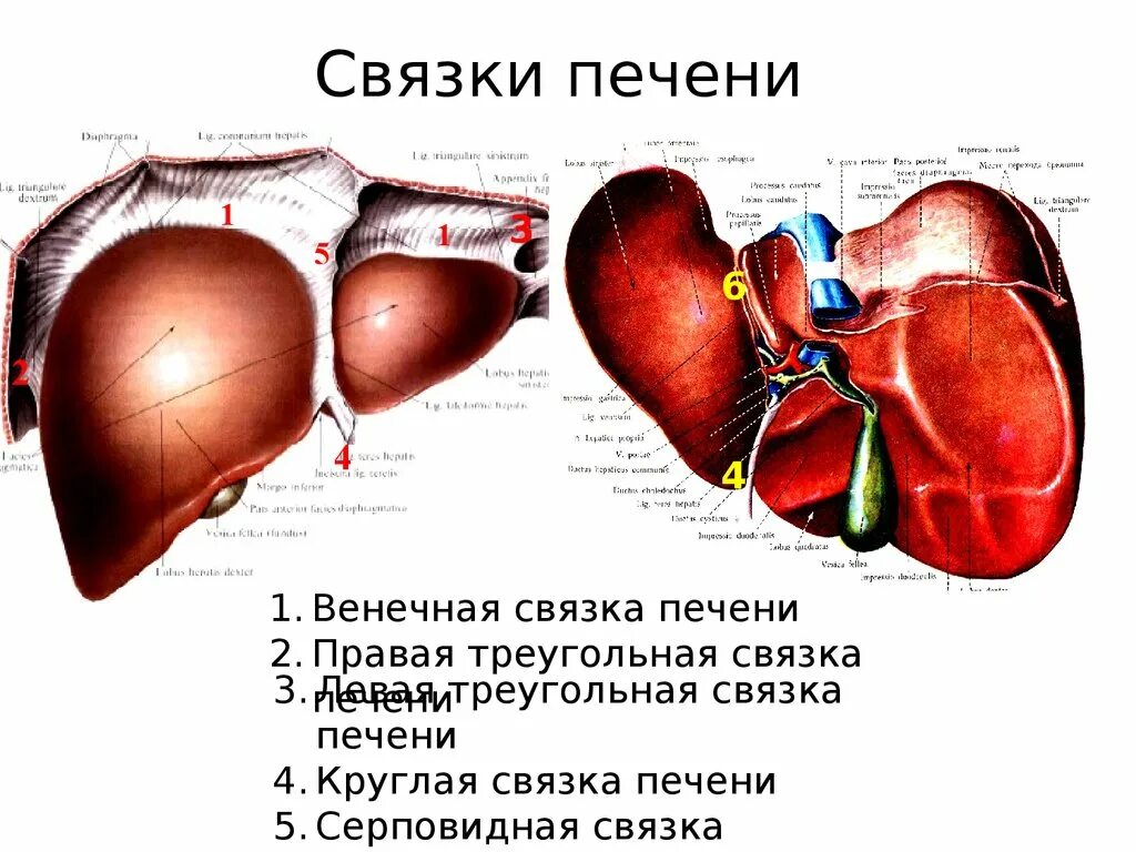 Печень 10 9 9. Печень строение анатомия связки. Печень строение серповидная связка. Круглая связка печени топографическая анатомия. Строение печени связки печени.