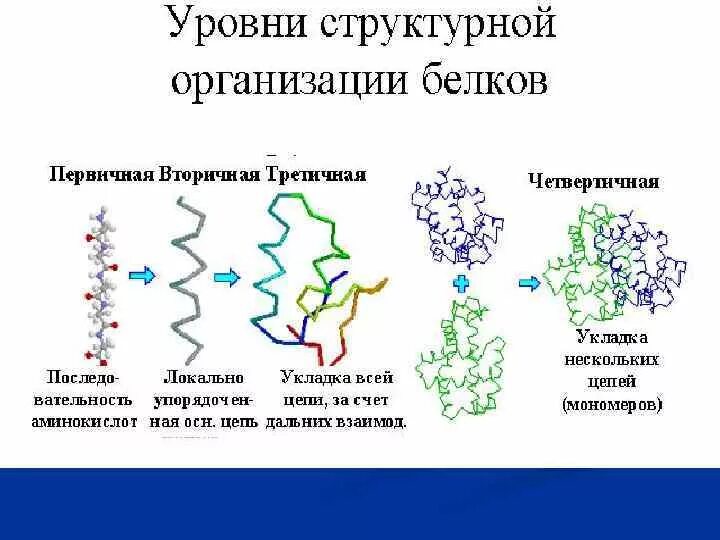 Белки структура биохимия. Первичная структура белка структура. Белки,структура белков, функции белков.. Функции вторичной структуры белка. Ферментами называют белки