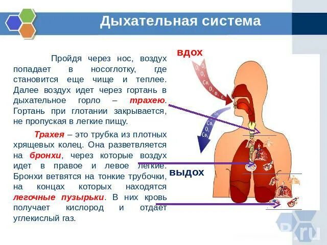 Воздух из гортани попадает в. Горло дыхательная система. Дыхание человека презентация. Дыхательная система через нос. Дыхательная система носоглотка.