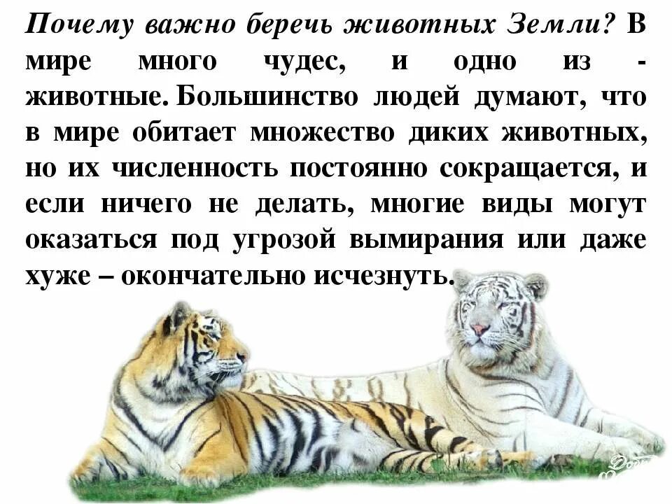 Почему важно защищать животных земли. Почему важно беречь животных. почему важно беречь и защищать животных. книжка малышка берегите животных. почему нужно беречь зверей.