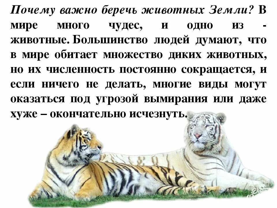 Что говорят животные людям. Почему важно беречь животных. Почему важно беречь и защищать животных. Книжка малышка берегите животных. Почему нужно беречь зверей.