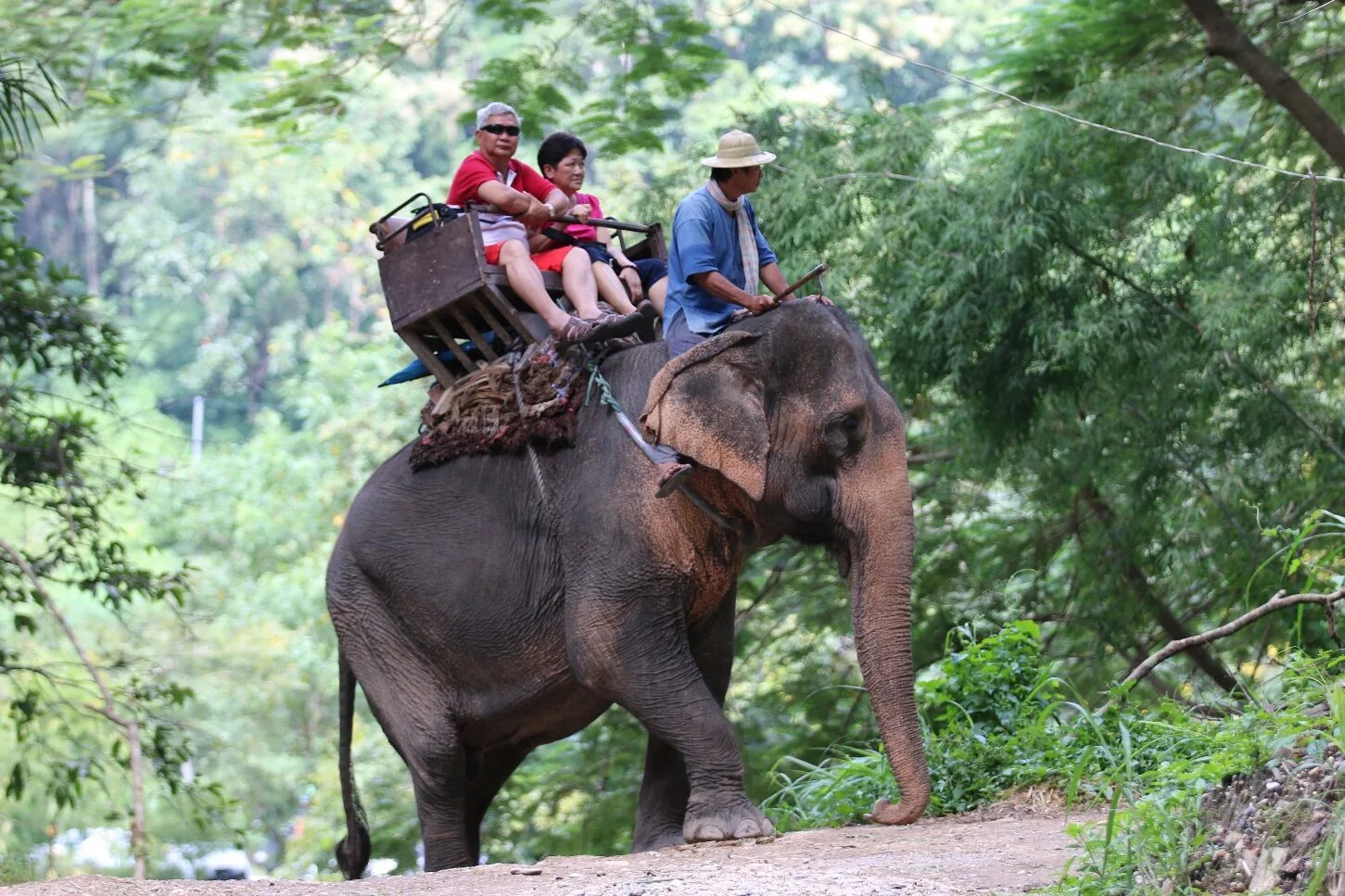 Туризм с животными. Ride an Elephant. Riding an Elephant.