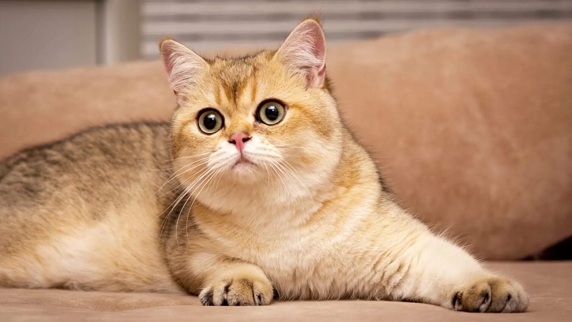 Британский кот золотая шиншилла. Британская кошка золотая шиншилла. Британская золотачшиншилла. Британская золотая шиншилла. Британская кошка золотая шиншилла.