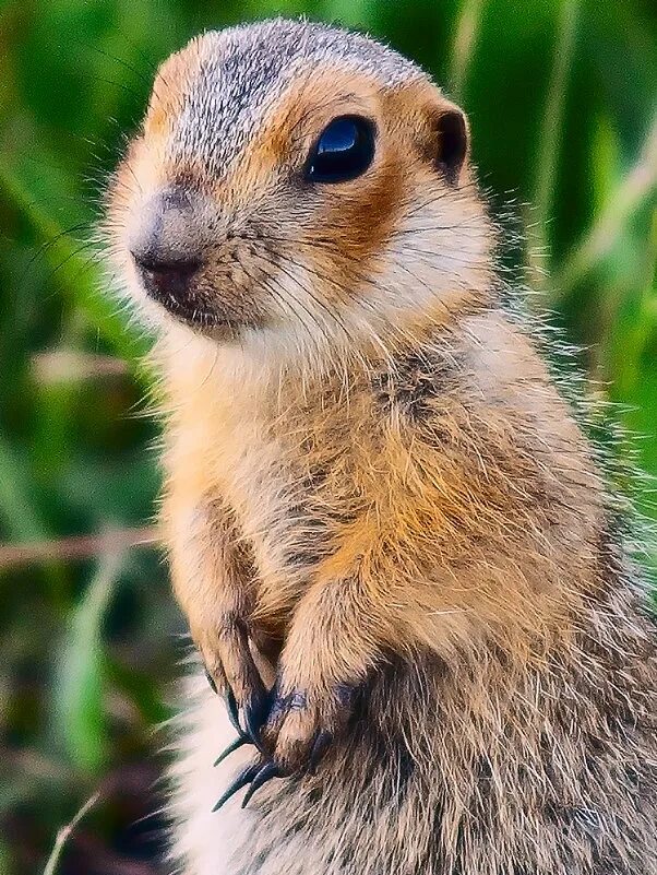 слово суслик