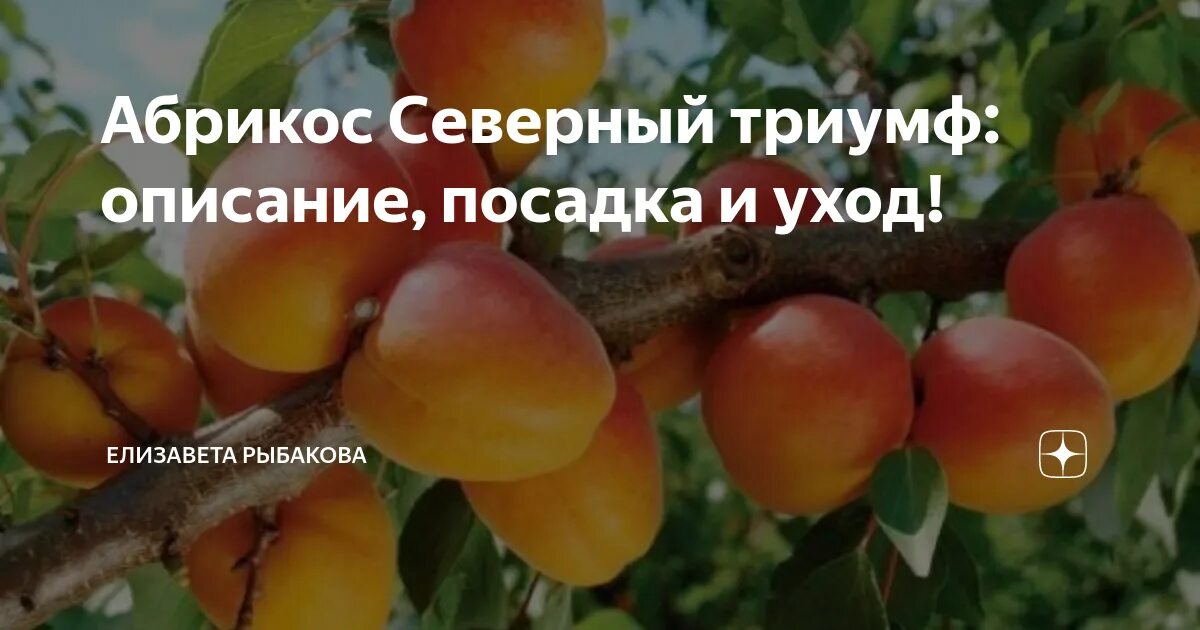 Абрикос триумф северный морозостойкость. Опылители абрикоса триумф северный. абрикос триумф северный крона. абрикос триумф северный~677. триумф сибири абрикос.