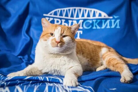 Кот мостик