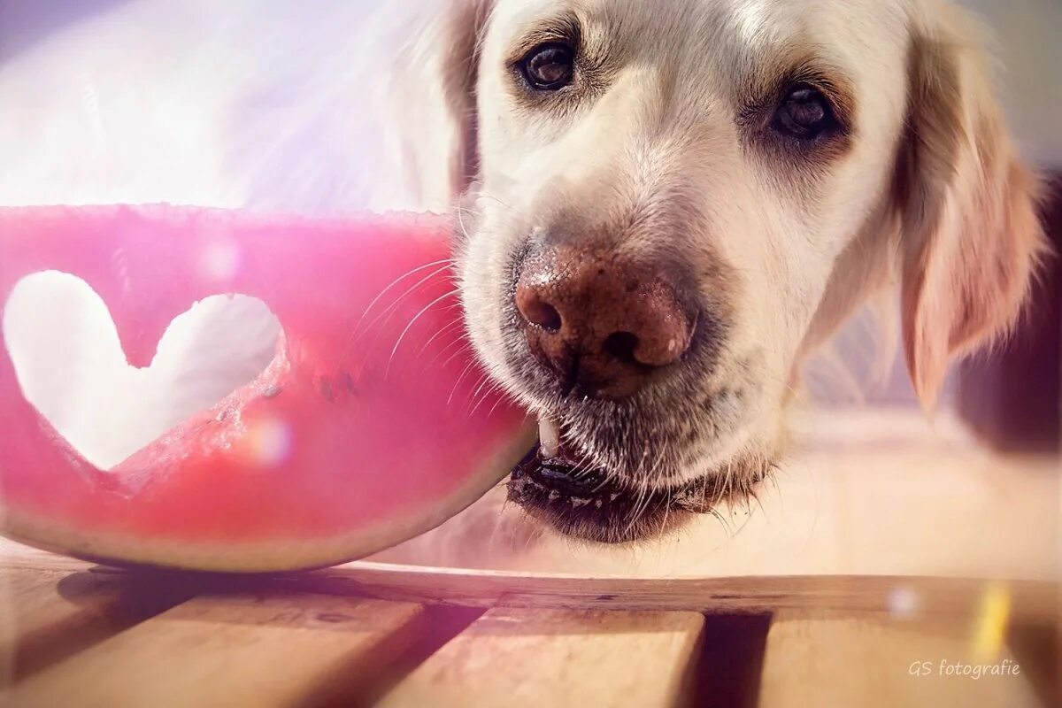 собаки тоже любят. как собака делает селфи. человек обнимает собаку. два пса идиота. животные картинки.