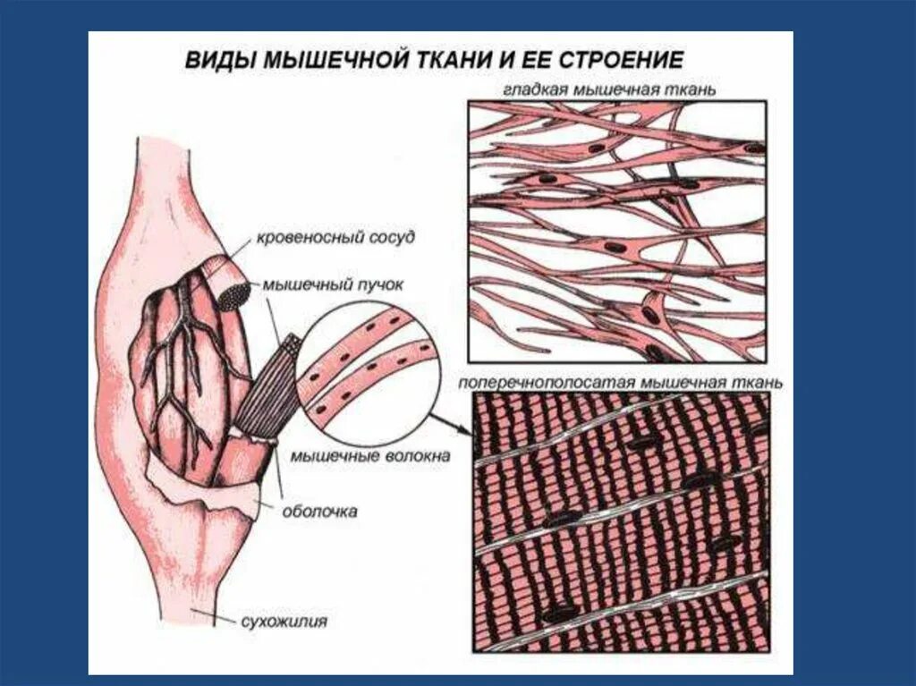 Соединительная мышца. Строение мышечной ткани анатомия. Типы скелетной мышечной ткани. Мышечная ткань функции и строение анатомия. Строение поперечно полосатой мышечной ткани человека.