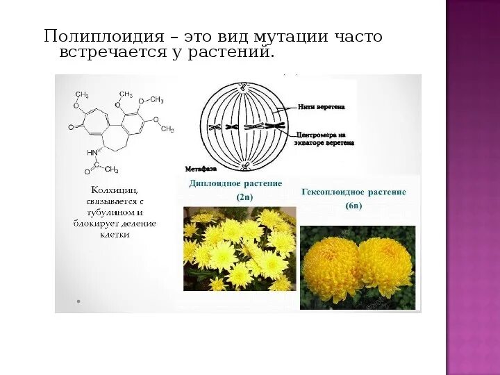 Колхицин полиплоидия. Полиплоидия в селекции растений примеры. Пример полиплоидии мутации у растений. Полиплоидные формы растений.