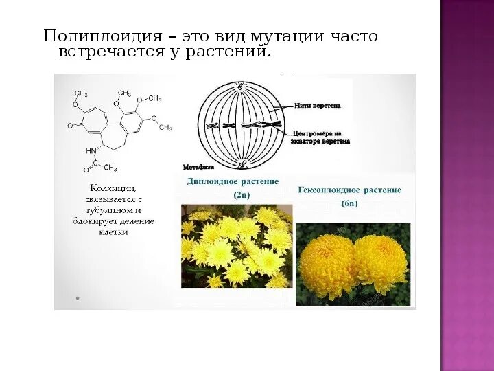 Колхицин полиплоидия. Полиплоидия в селекции растений примеры. Пример полиплоидии мутации у растений. Полиплоидные формы растений. Полиплоидия является результатом