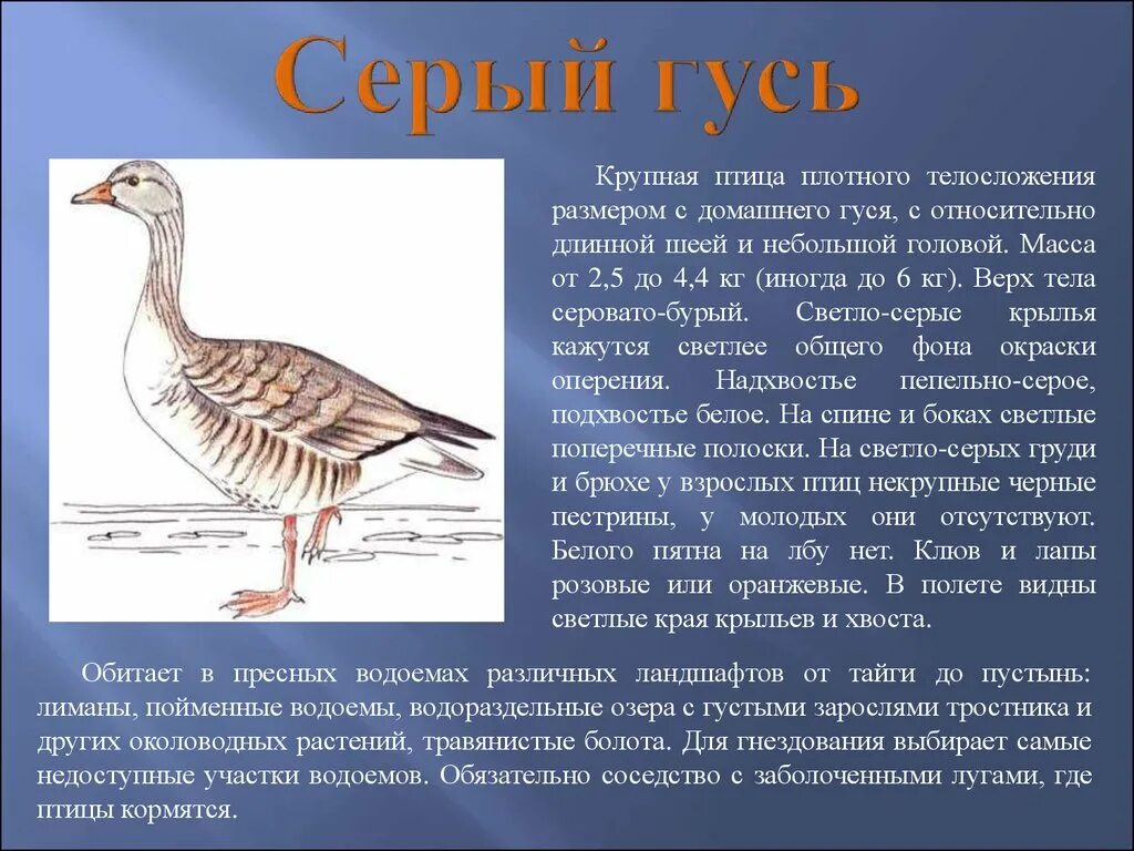 Какой гусь значение. Серый гусь красная книга краткое описание. серый гусь занесенный в красную книгу.