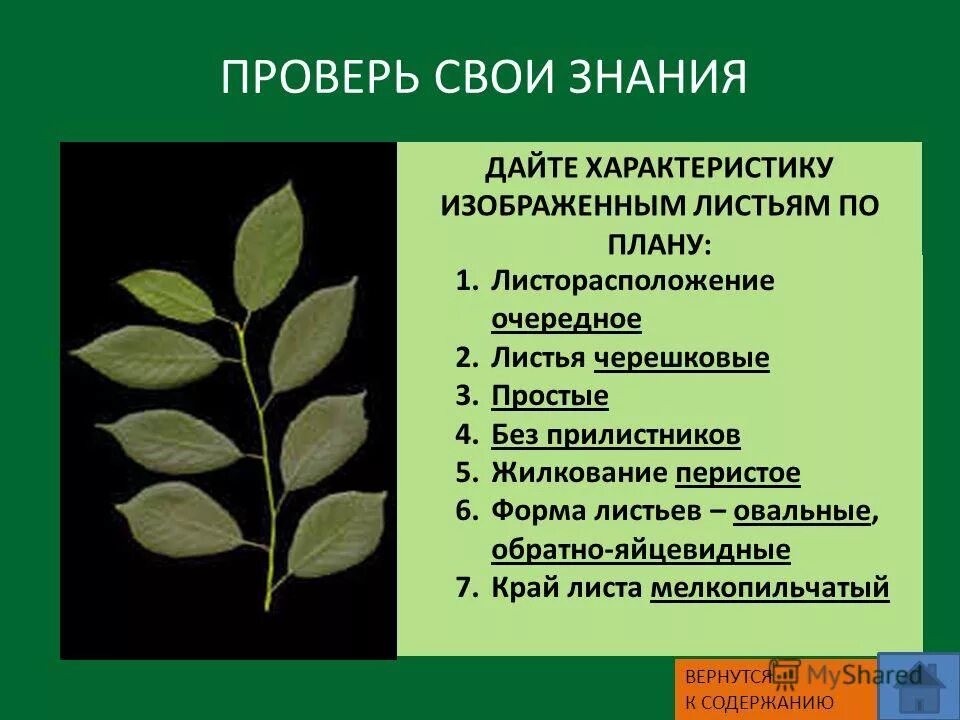 ясень сидячий или черешковый