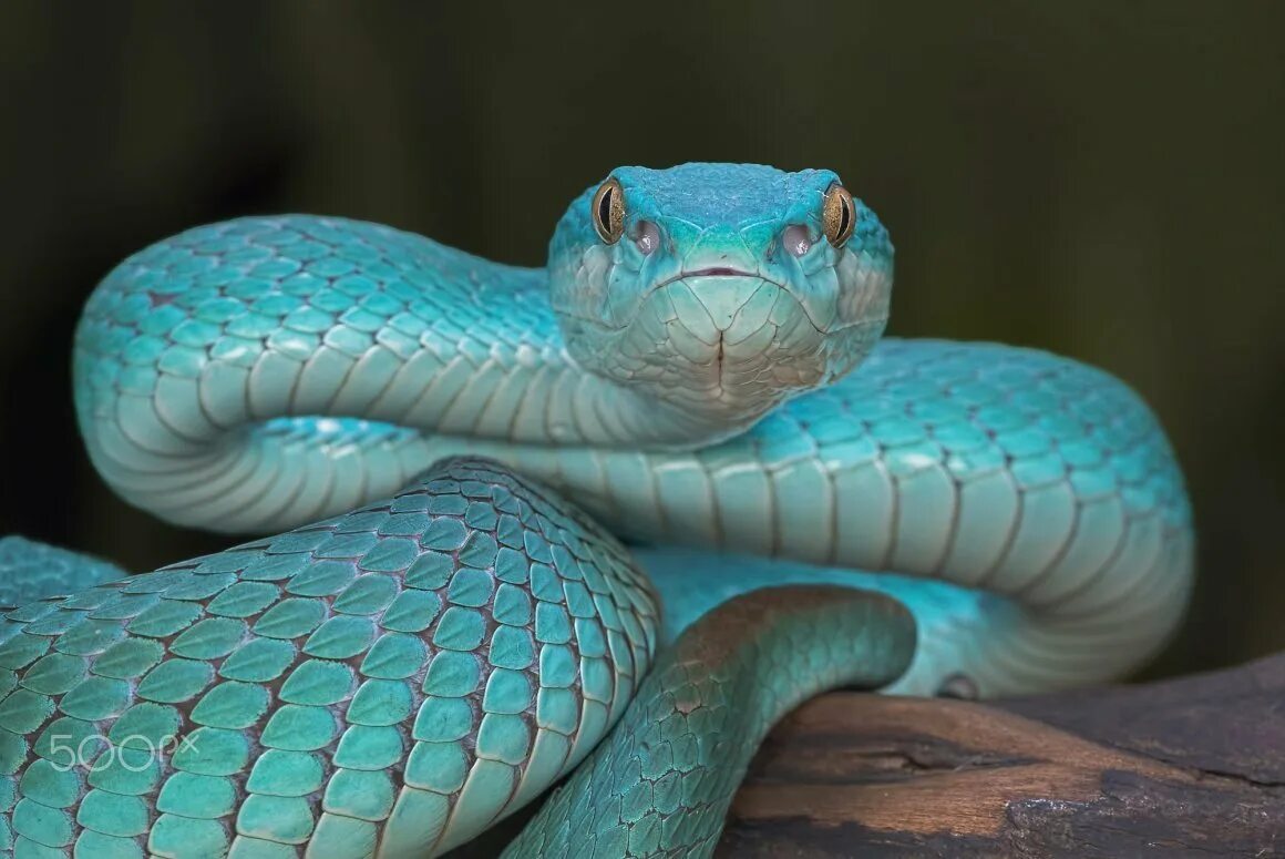 Картинки змей. Комодская древесная гадюка голубая куфия. Змея Trimeresurus insularis. Голубая комодская куфия (Trimeresurus insularis. Trimeresurus (cryptelytrops) insularis.
