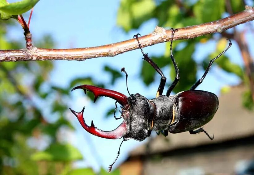 дальневосточный жук рогач. жук олень рогач. жук-олень (lucanus cervus). жук рогач и жук олень. жук рогач и жук олень.