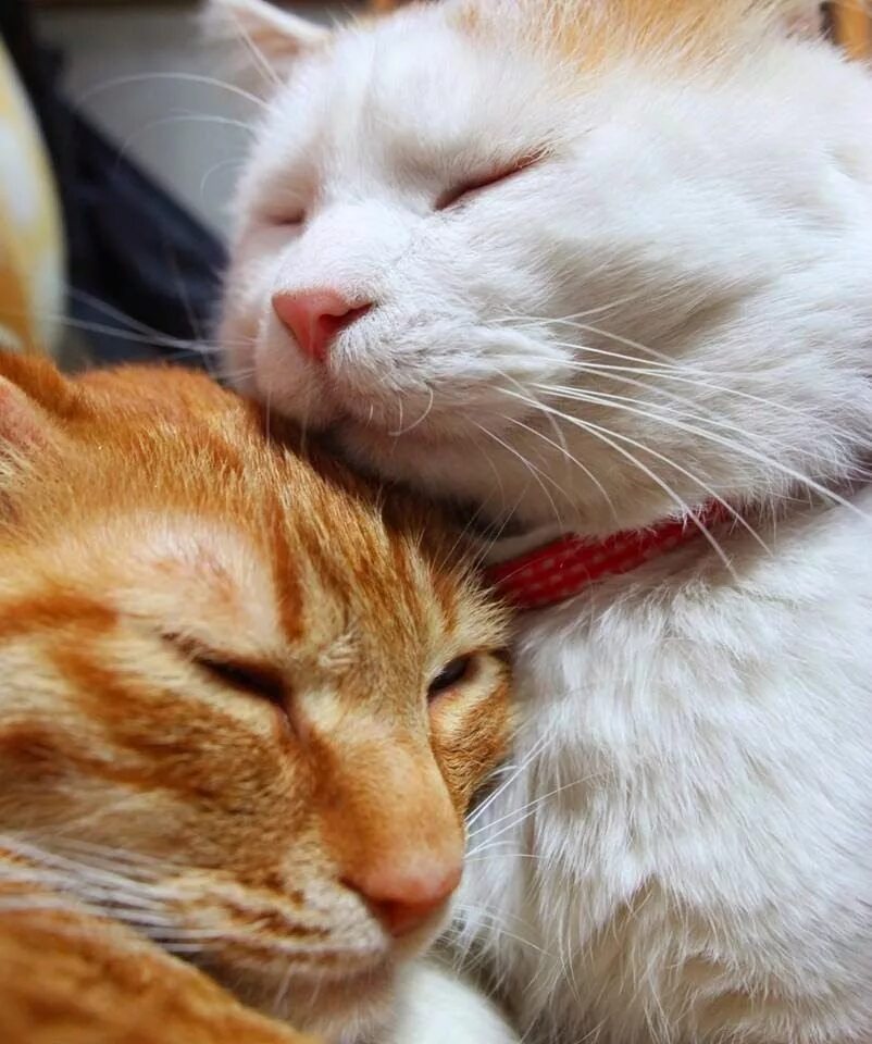 Любовь кошек и котов. Кошки любовь. Рыже белый кот. Котики рыжие с белым. Котики обнимаются.