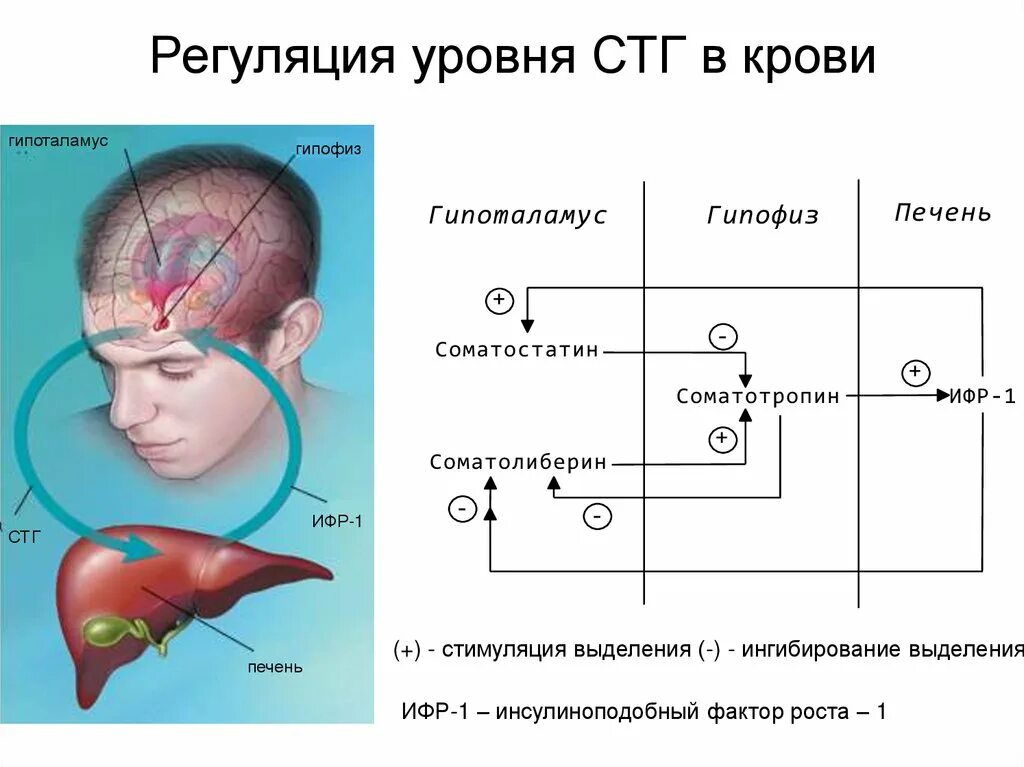 Соматотропин в крови. Схема регуляции секреции соматотропного гормона. Соматотропный гормон Синтез схема. Соматотропный гормон регуляция синтеза. Контур регуляции соматотропного гормона.