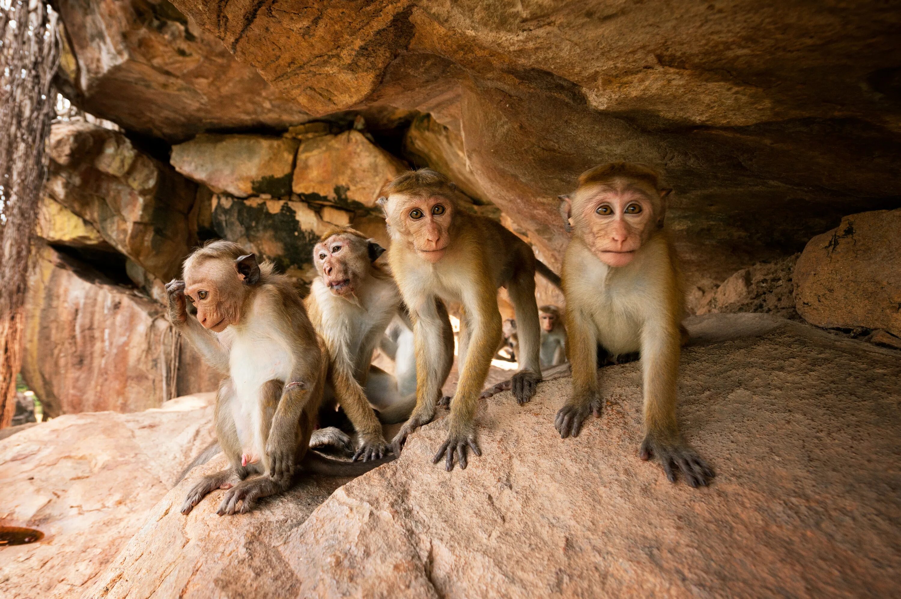 After monkeys