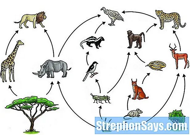 Чем отличается пищевая сеть от пищевой сети. Цепь питания в Африке. Пищевая цепочка Африки. Пищевая цепь африканской саванны. Цепь питания африканской саванны.
