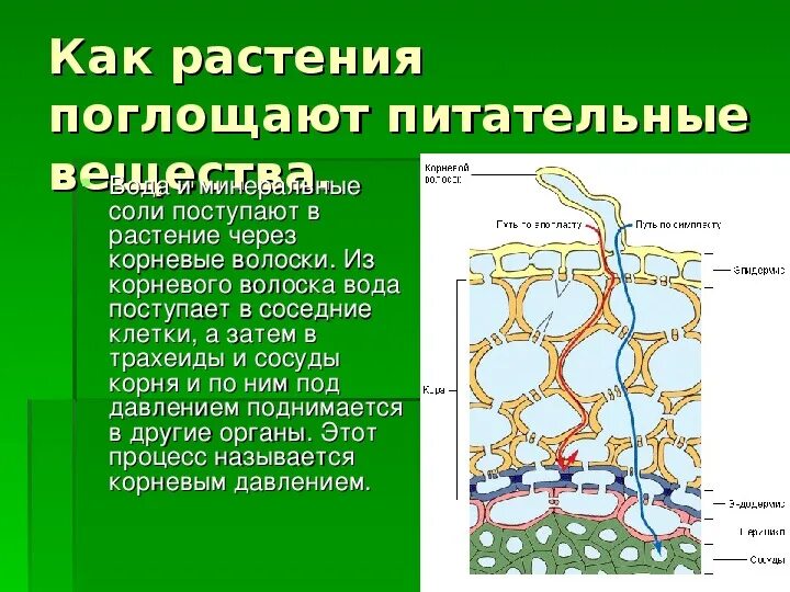 Установите последовательность поступления воды в корень. Схема продвижения веществ поглощенныхкорневыми волосками. Как растения поглощают питательные вещества. Поглощение воды растением. Поглощение воды и Минеральных солей.