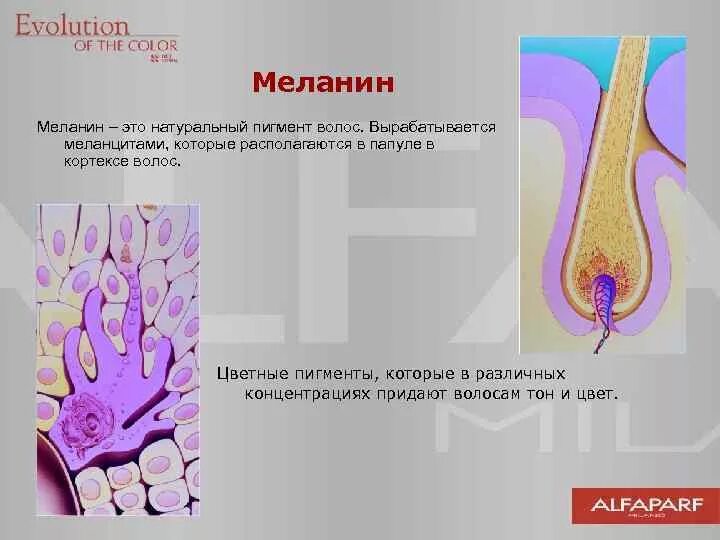 Пигмент кожи меланин находится. Строение волоса пигмент. Структура волоса меланин. Меланин в волосах. Пигмент волос меланин.