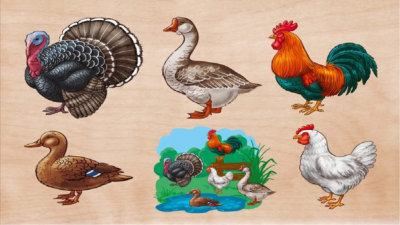 Нод домашние птицы. Домашние животные и птицы. Рисование петуха. Птичий двор в детском саду. Курочки и цыплята раздаточный материал.