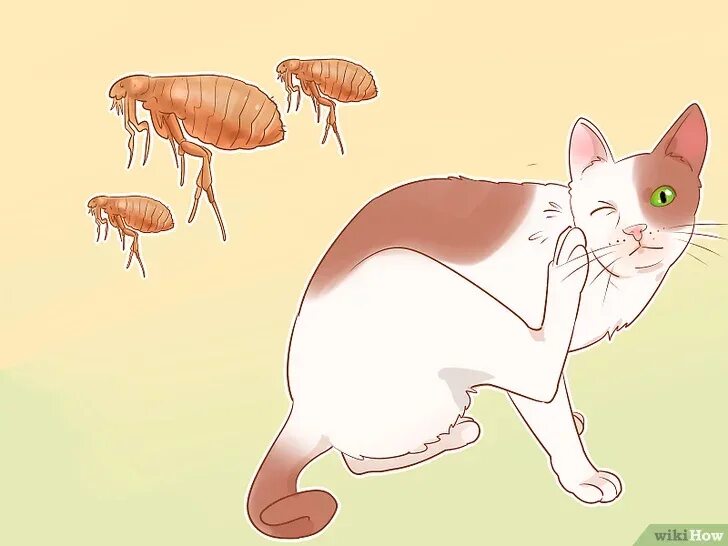 Как понять что болит у кошки. Позы кошки при болезни. размножение блохи кошачьей. позы кошек при различных заболеваниях.