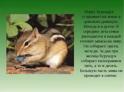 Интересные факты о животных тайги