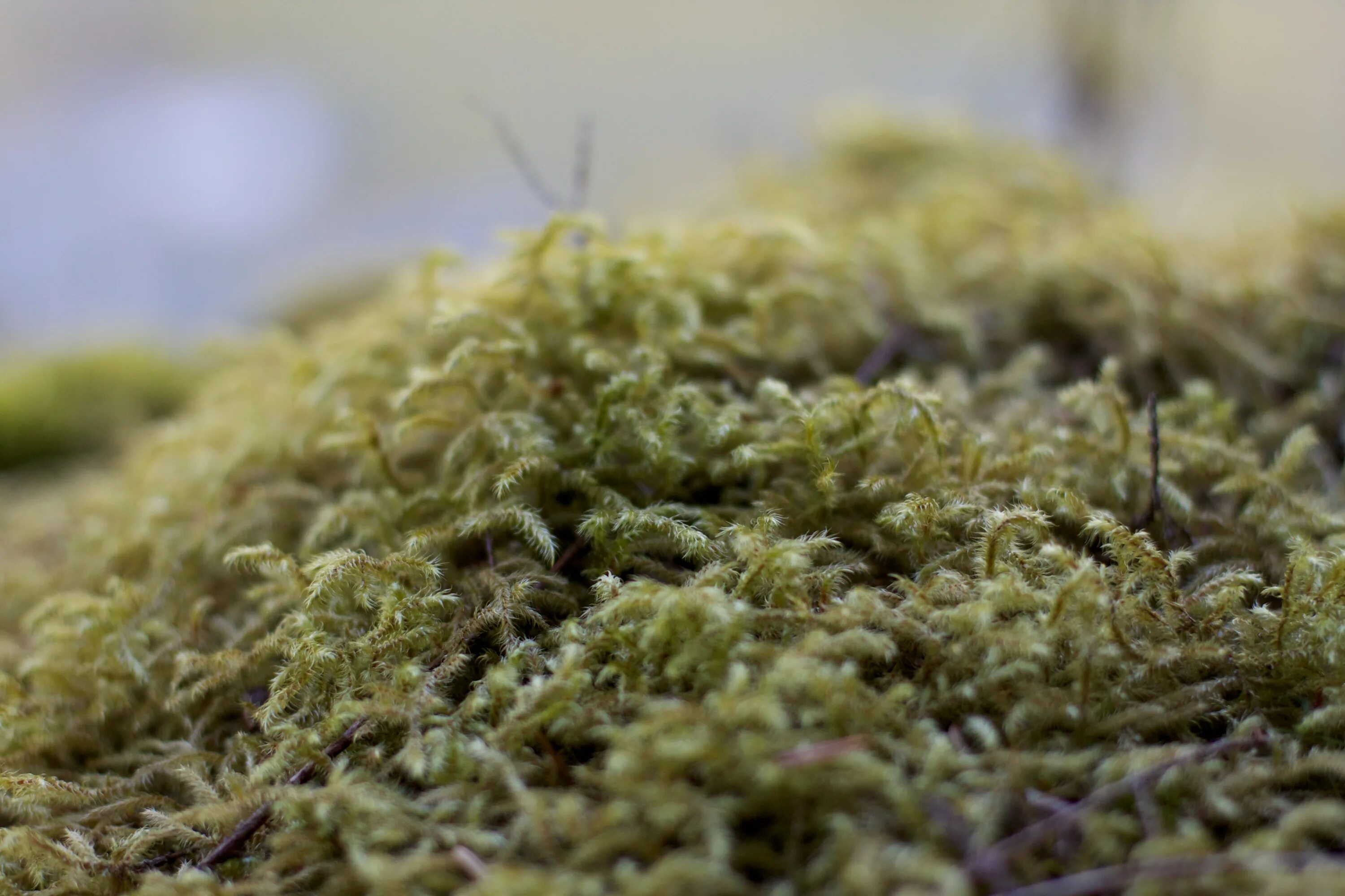Водоросли в почве. Эдафофильные водоросли. Botrydium granulatum-шаровидная водоросль. Зеленые водоросли на почве.